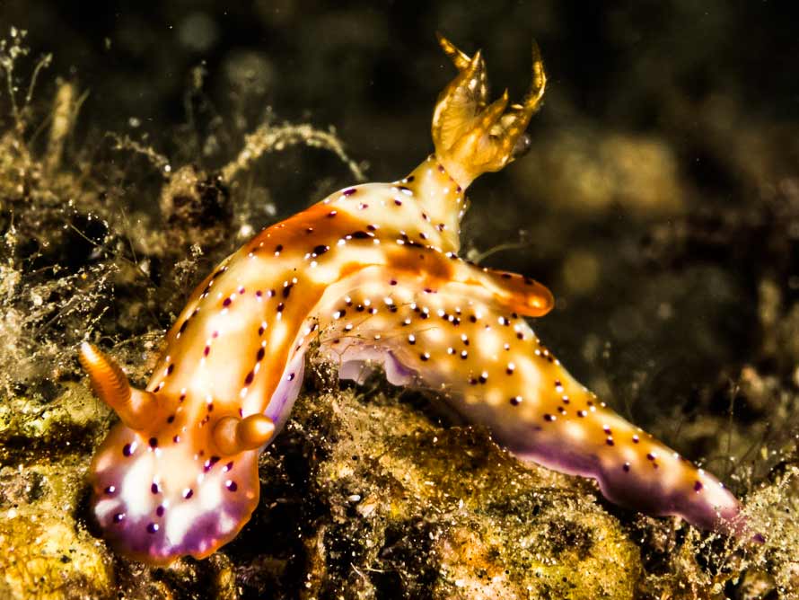 Hypselodoris krakatoa